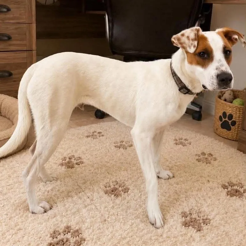An adult medium-sized male Jack Russell Terrier dog named Bandit for adoption in Lucedale, MS