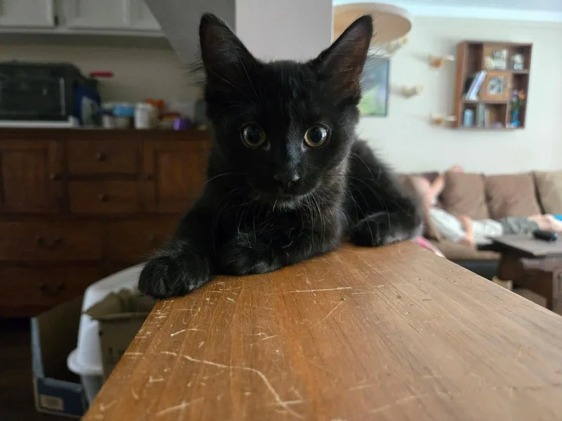 A baby medium-sized male Black Domestic Long Hair cat named Mac for adoption in Utica, MI