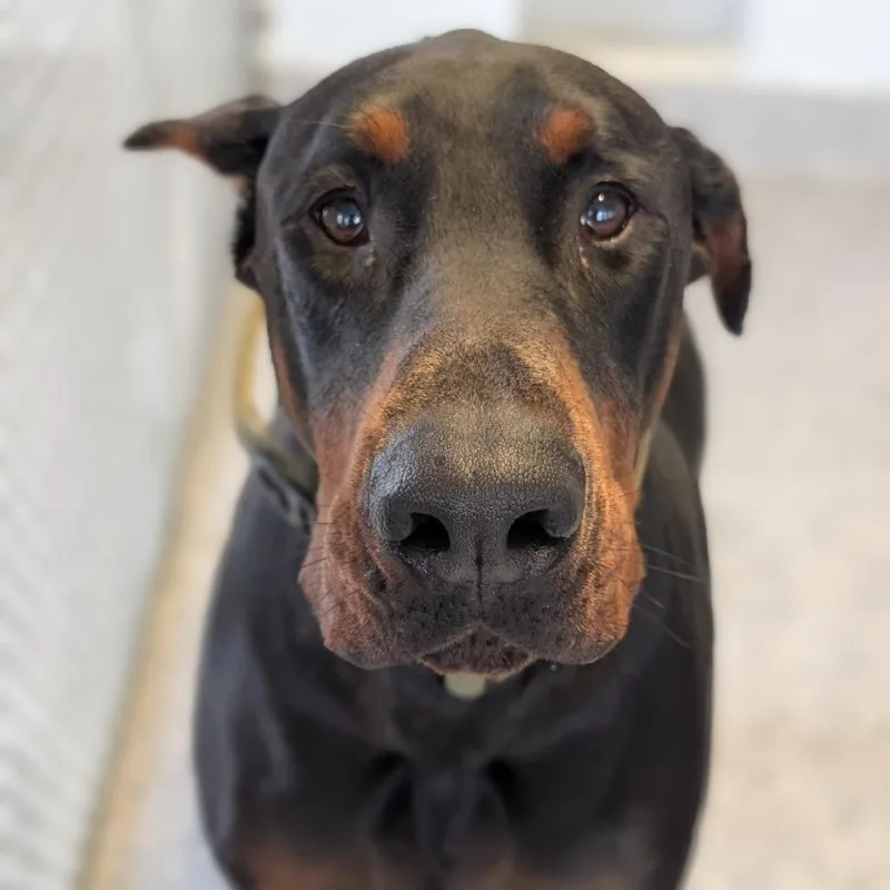An adult large-sized male Black Doberman Pinscher dog named Duke for adoption in Sandown, NH