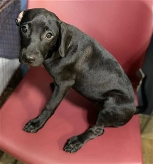 A baby small-sized female Labrador Retriever dog named Shiva for adoption in Miami, FL