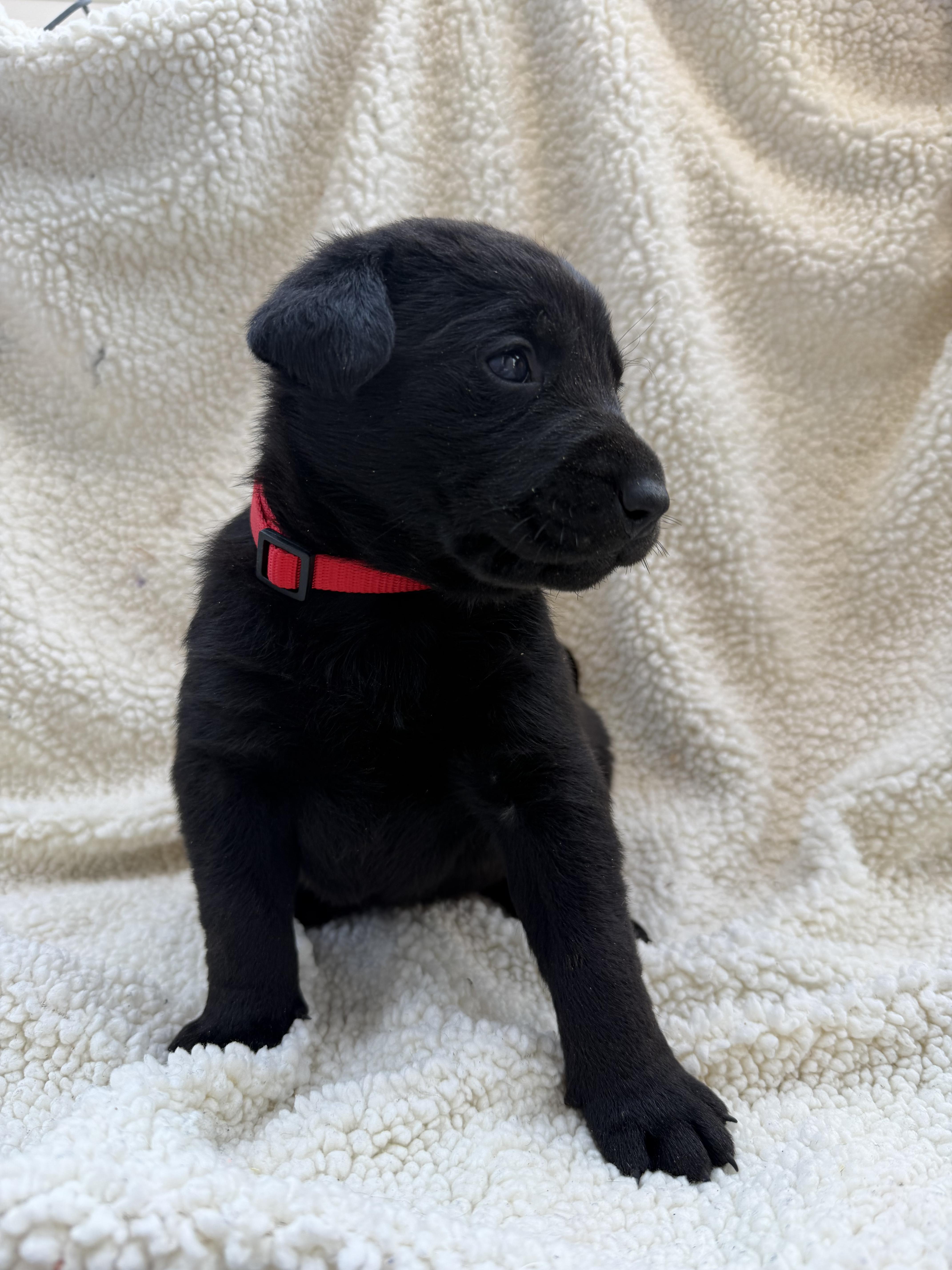 A baby small-sized female Labrador Retriever dog named Madeline for adoption in Discovery Bay, CA
