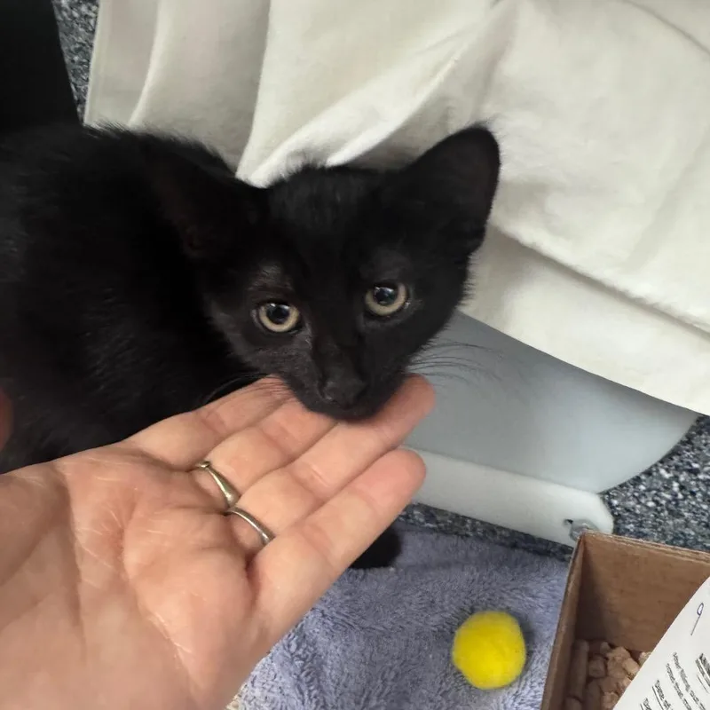 A baby small-sized female Black Domestic Short Hair cat named Sarah for adoption in Birdsboro, PA