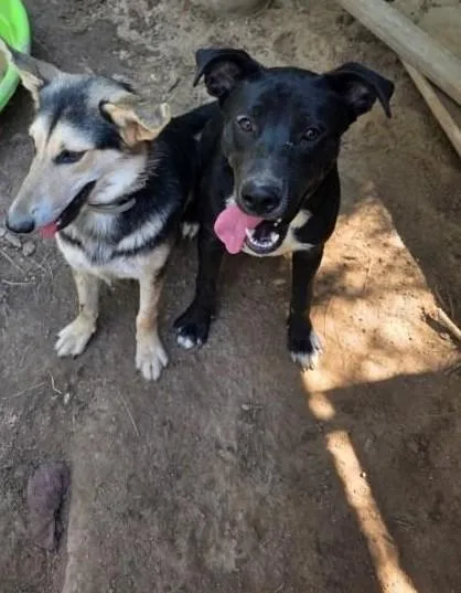 Sugar Bear thumbnail 2