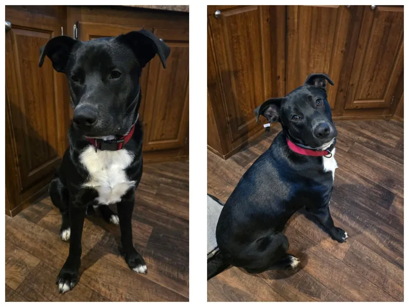 Sugar Bear thumbnail 3