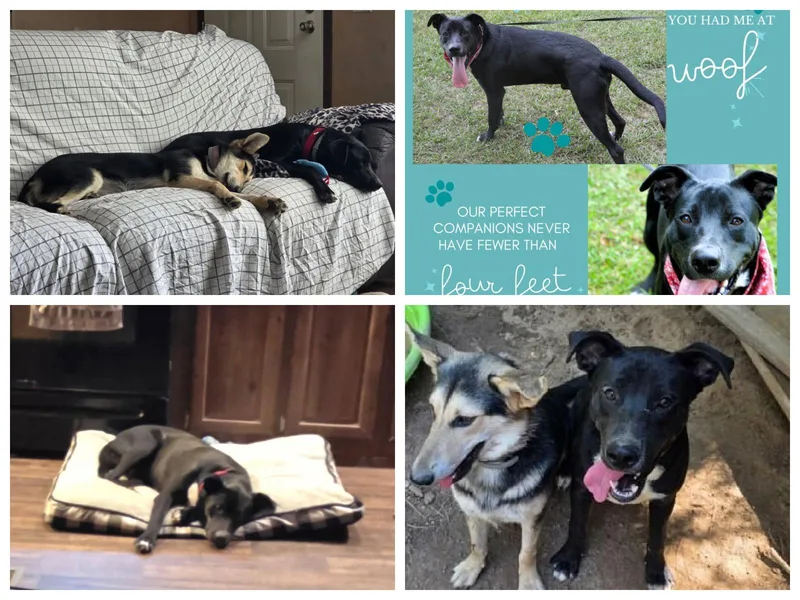 Sugar Bear thumbnail 6