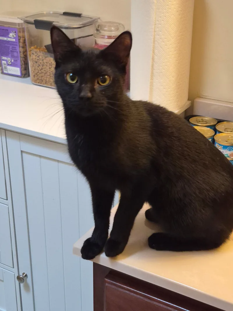 A baby medium-sized male Black Domestic Short Hair cat named Flyer for adoption in Galloway, NJ