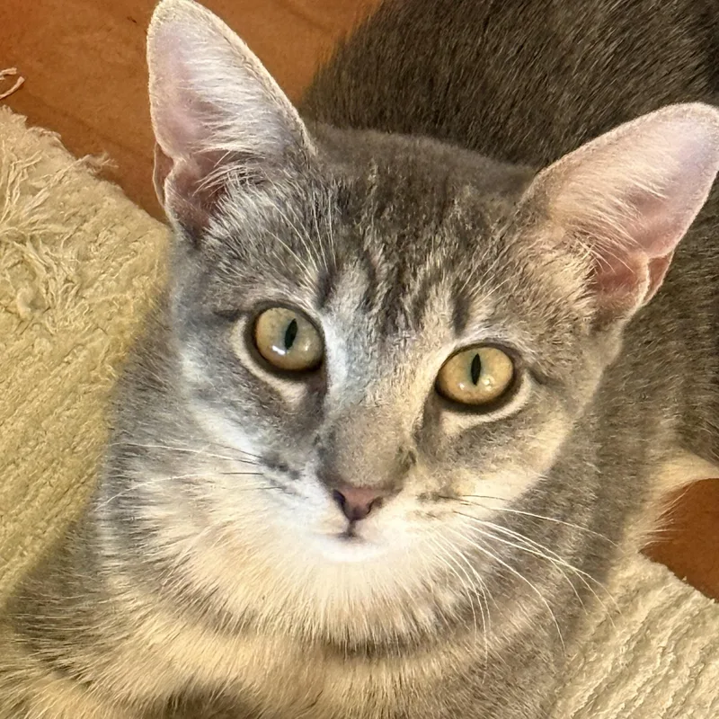 A young small-sized male American Shorthair cat named Tortellini and Cavatappi for adoption in New York, NY