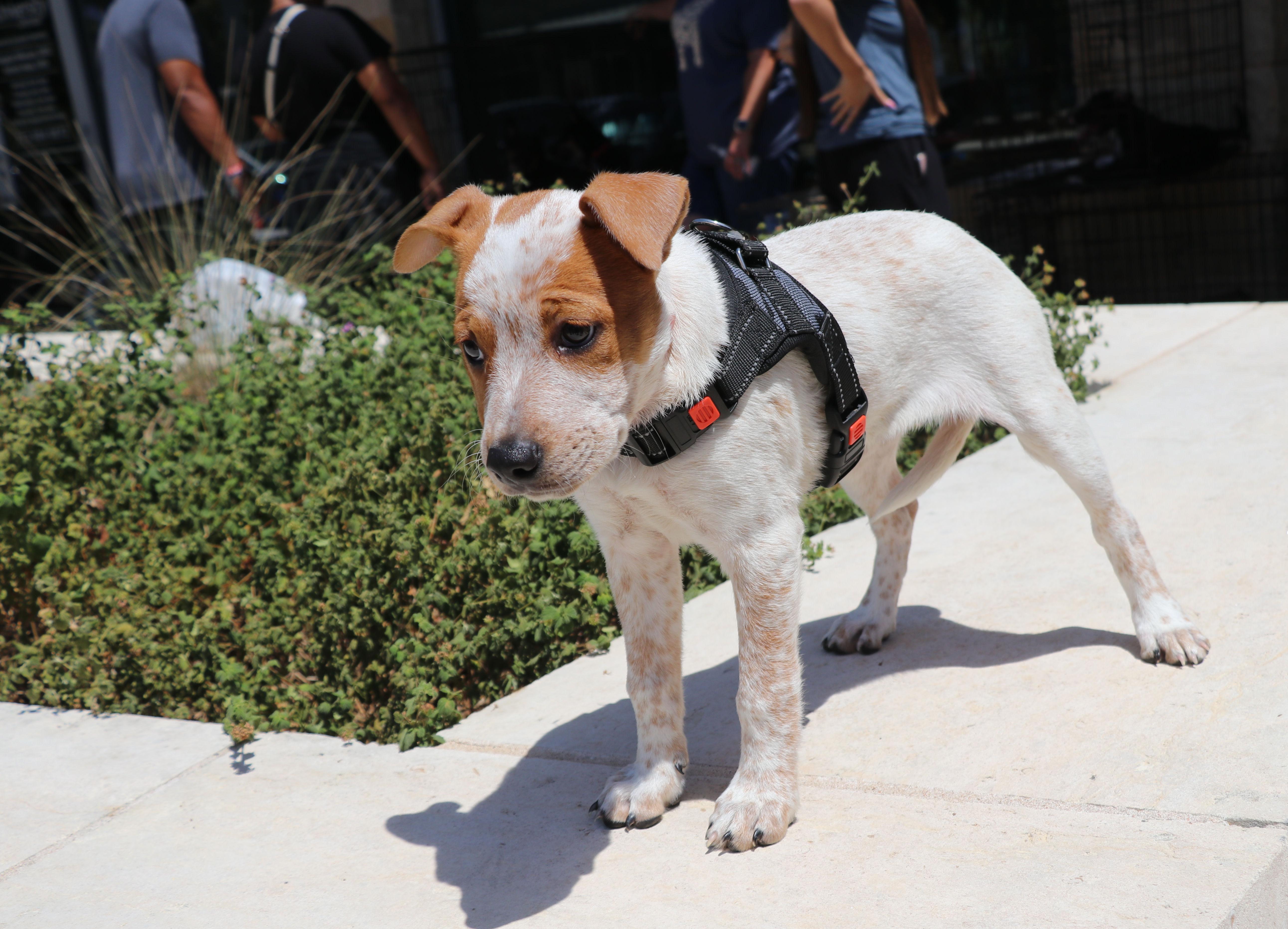 A baby medium-sized female White / Cream Australian Cattle Dog / Blue Heeler dog named Ruby Doobey for adoption in Pflugerville, TX