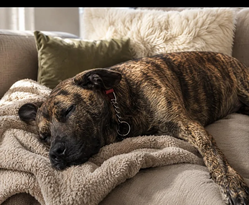 Otis thumbnail 5