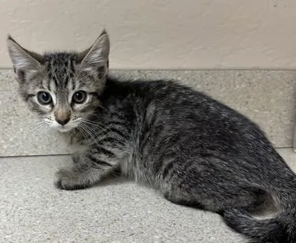 A young small-sized female Domestic Short Hair cat named Rene for adoption in Phoenix, AZ