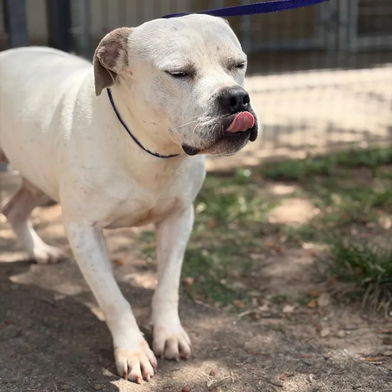 An adult large-sized male White / Cream Pit Bull Terrier dog named Albus for adoption in Webster, TX