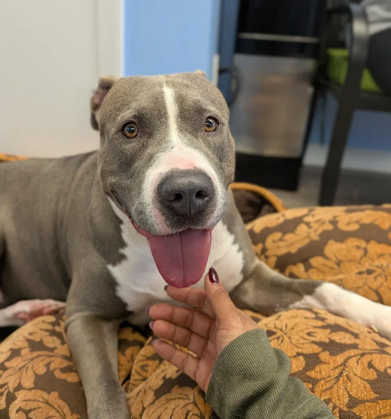An adult medium-sized female Pit Bull Terrier dog named Sky for adoption in Cliffwood, NJ