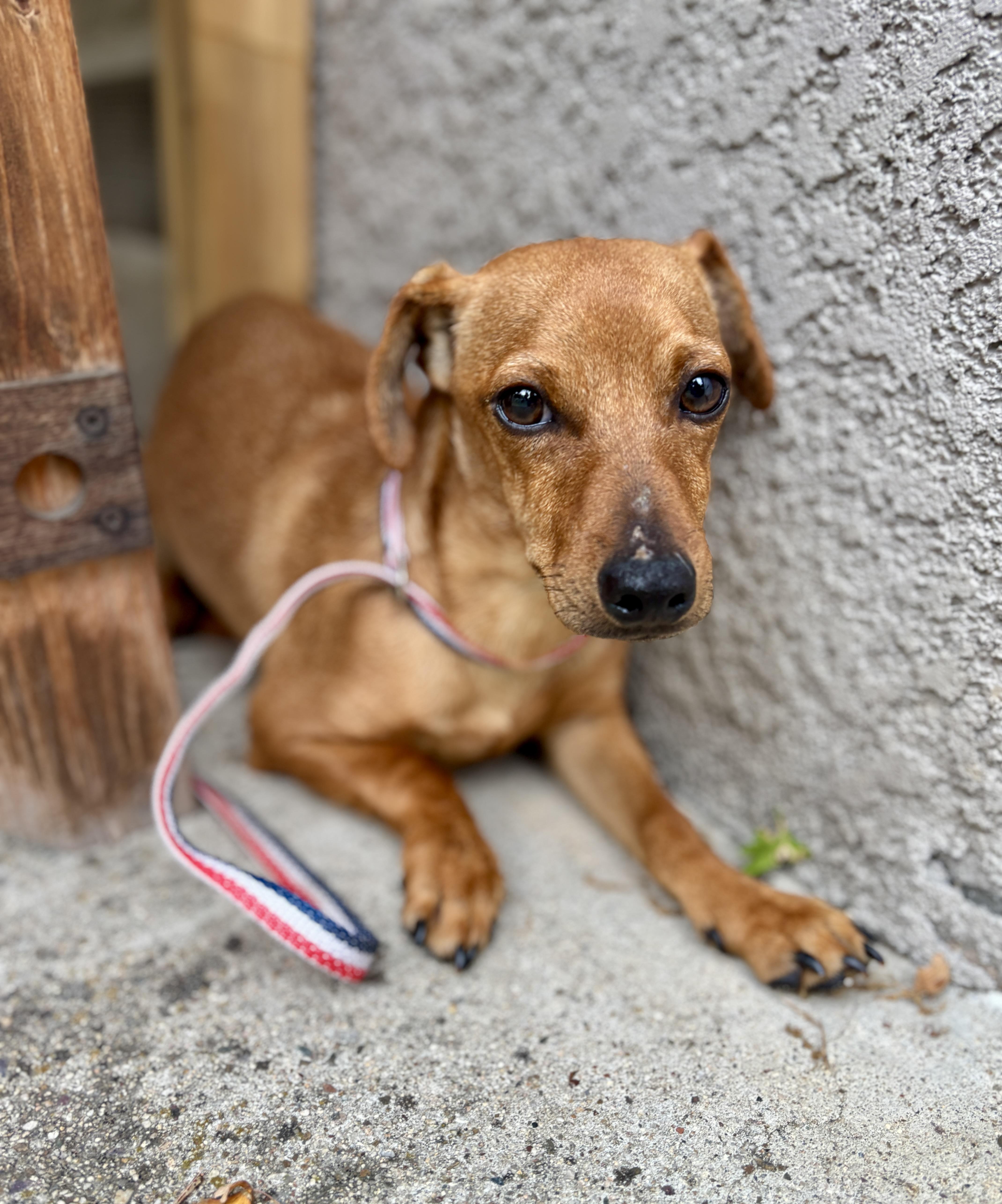 An adult small-sized male Red / Chestnut / Orange Dachshund dog named Dewey for adoption in Arroyo Grande, CA