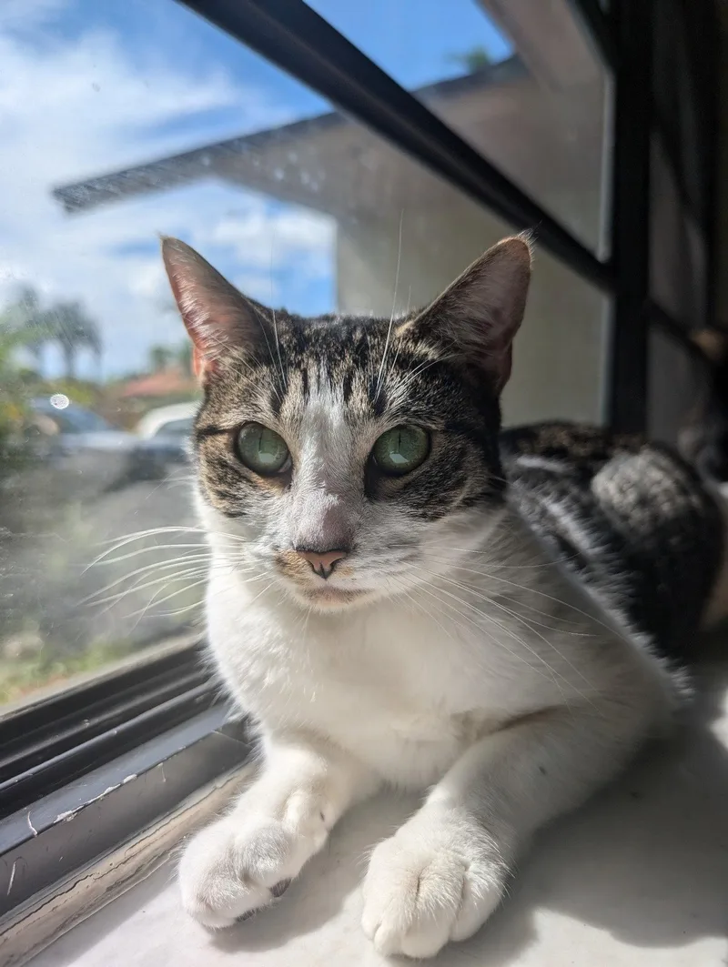An adult medium-sized female American Shorthair cat named Alice for adoption in Naples, FL
