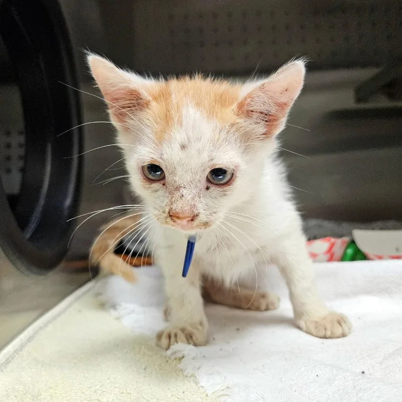 A baby small-sized male White Domestic Short Hair cat named Airport Air for adoption in Austin, TX