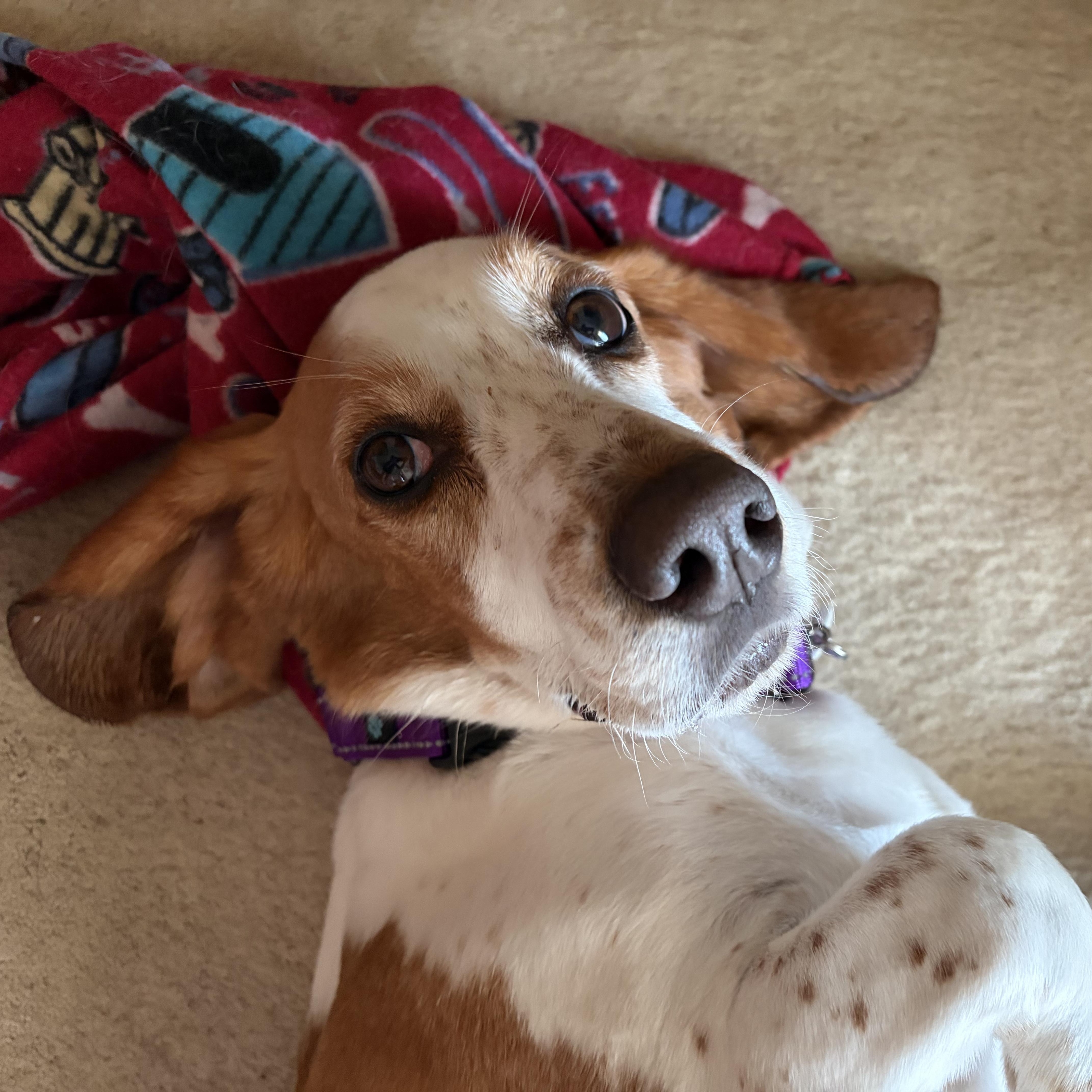 An adult medium-sized female White / Cream Basset Hound dog named Sunny for adoption in Columbia, SC