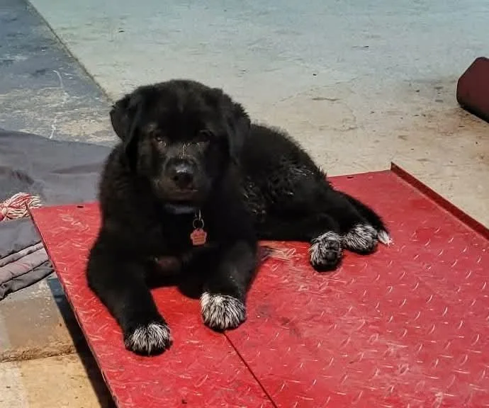 Barron