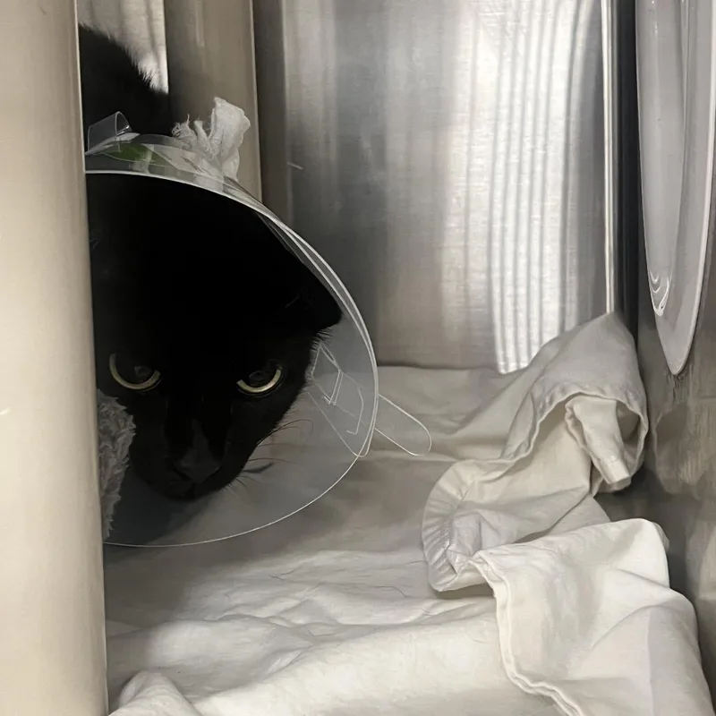A senior medium-sized female Black Domestic Short Hair cat named Sweetheart for adoption in West Palm Beach, FL