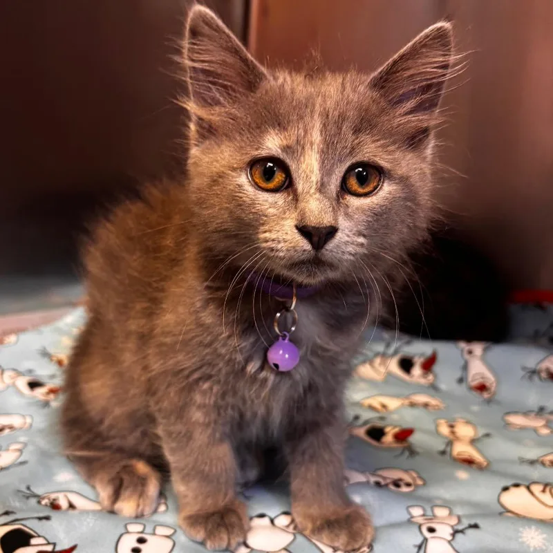 A baby small-sized female Tortoiseshell Domestic Medium Hair cat named Yacht for adoption in Belleville, IL