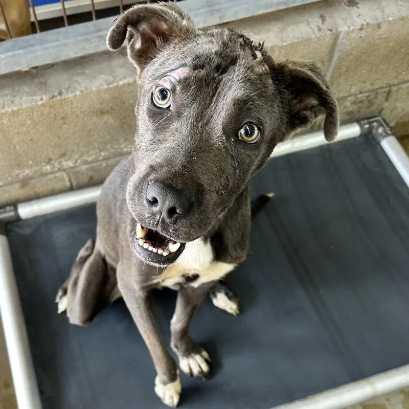 A young medium-sized female Blue Lacy dog named Xena for adoption in Floresville, TX