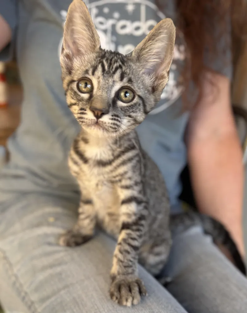 A young medium-sized male Tabby (Buff / Tan / Fawn) Domestic Short Hair cat named Chubasco for adoption in Oracle, AZ