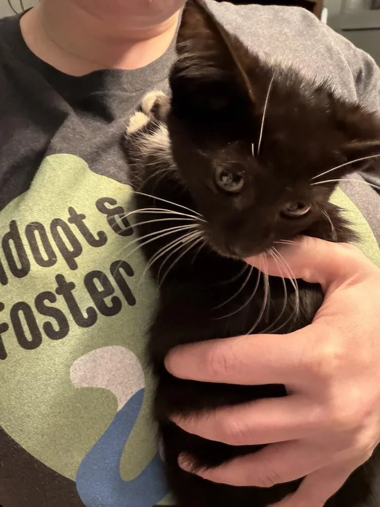 A baby small-sized male Black & White / Tuxedo Domestic Short Hair cat named Miller for adoption in Chicago, IL