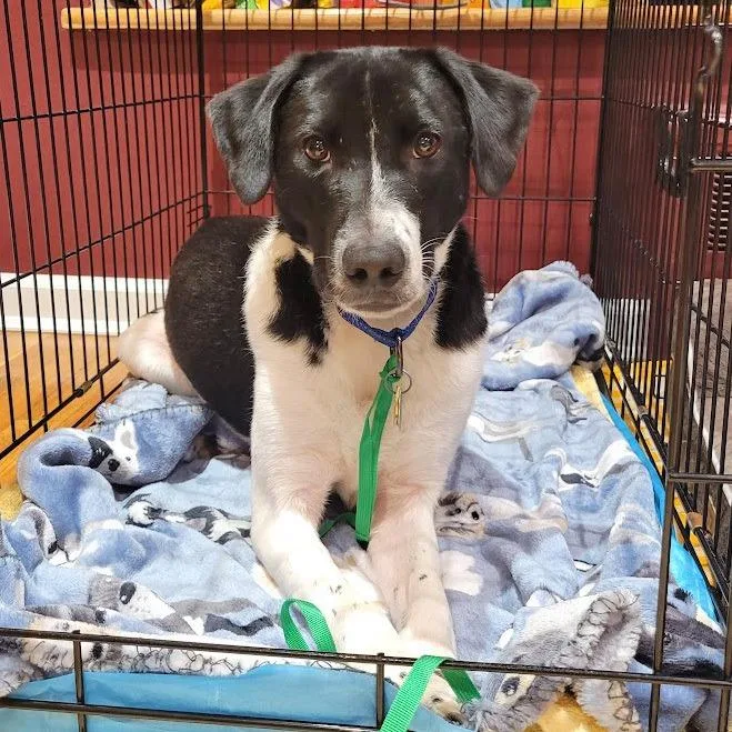 An adult medium-sized male Mixed Breed dog named LA Marty for adoption in Port Washington, NY