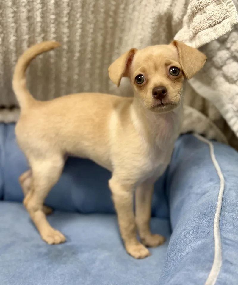 A baby small-sized female Chihuahua dog named Almond for adoption in Los Alamitos, CA