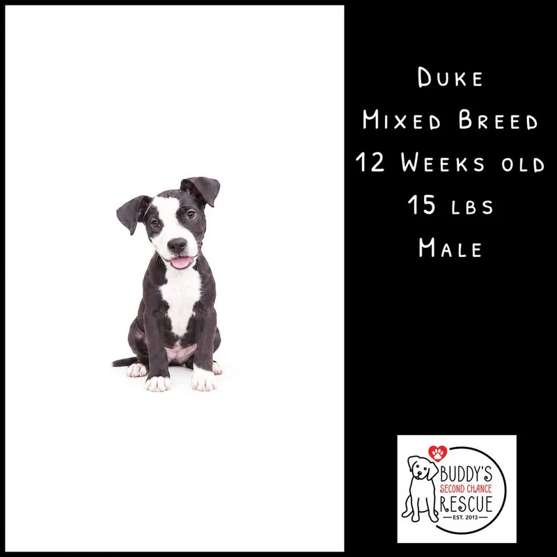 A baby small-sized male Tricolor (Brown, Black, & White) Mixed Breed dog named Duke for adoption in Amherst, NY
