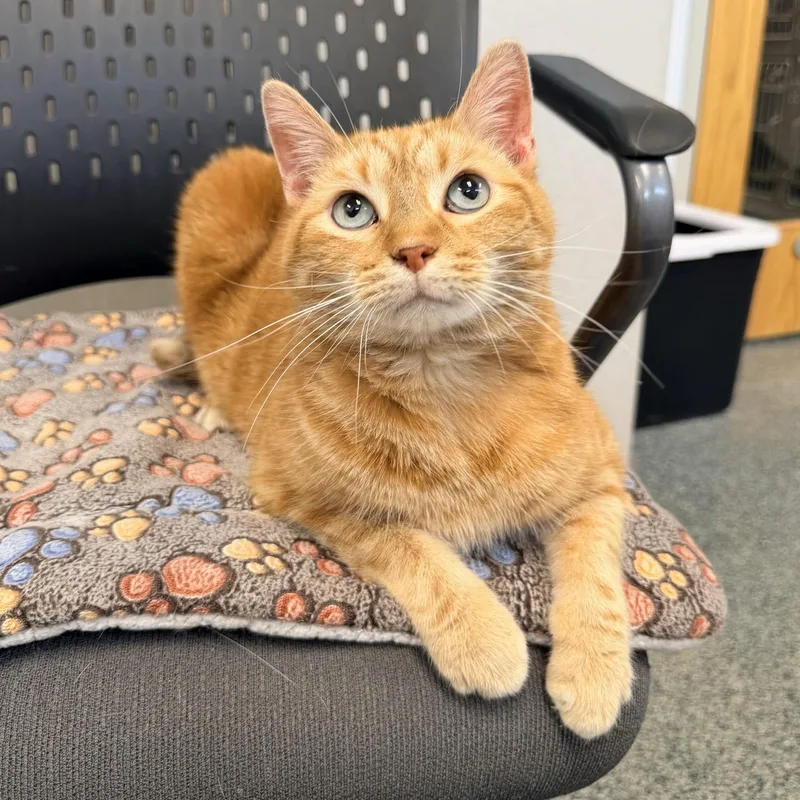 An adult medium-sized male Tabby (Orange / Red) Domestic Short Hair cat named Dababy for adoption in Fishers, IN