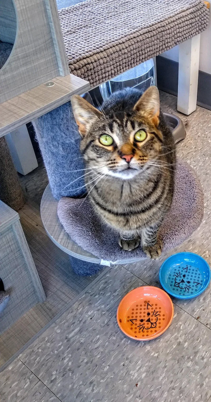 A young medium-sized female Domestic Short Hair cat named Eve for adoption in Livonia, MI