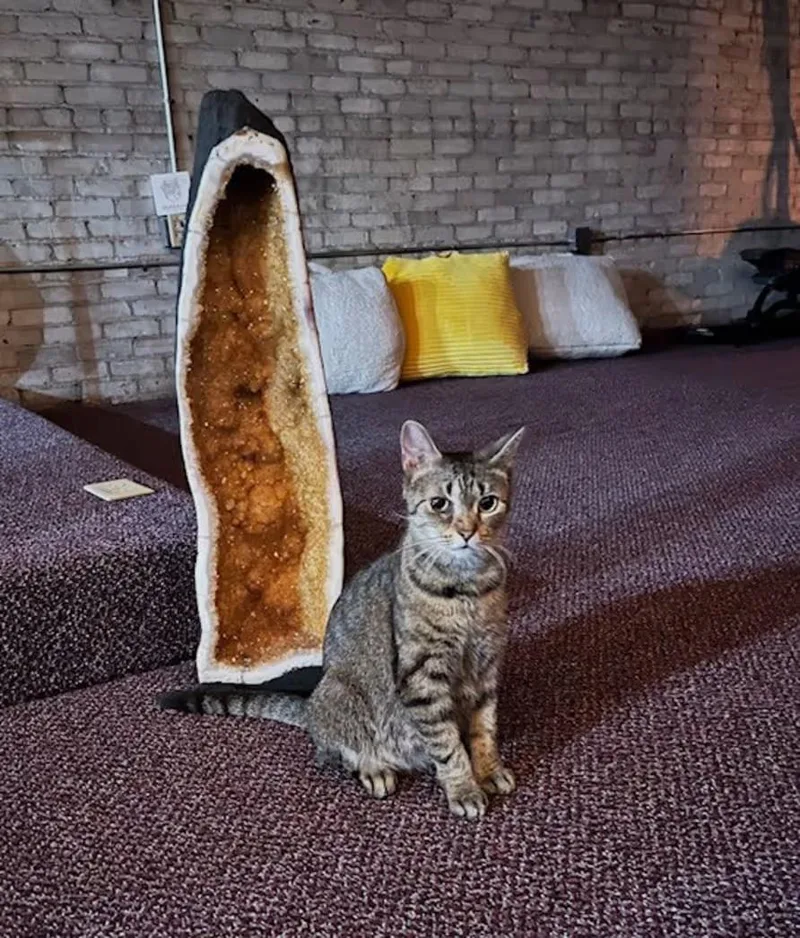 An adult medium-sized female Tabby (Brown / Chocolate) Domestic Short Hair cat named Eloise for adoption in Findlay, OH