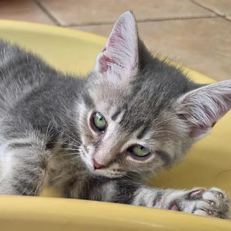 A baby small-sized female Tortoiseshell Domestic Short Hair cat named Lilac for adoption in Waldorf, MD