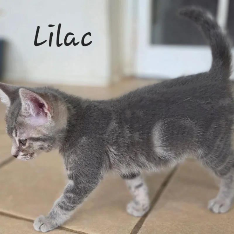 Lilac thumbnail 2