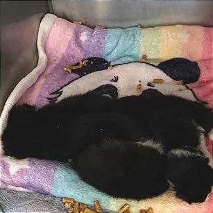 An adult medium-sized female Domestic Short Hair cat named Miss Cottontail for adoption in Cumming, GA