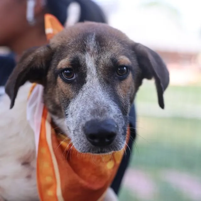 A young medium-sized female Shepherd dog named Gidget for adoption in San Antonio, TX