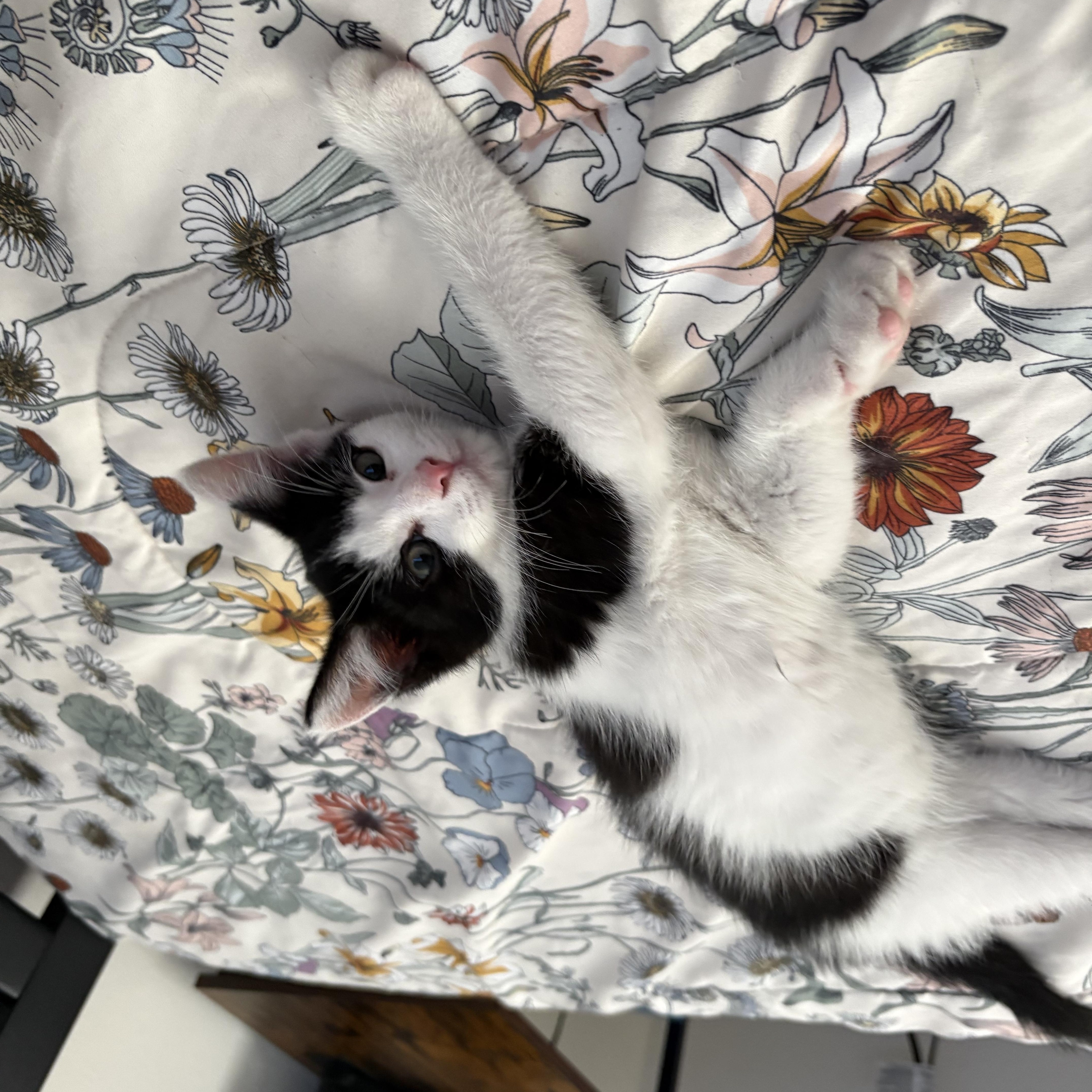 A baby medium-sized male Black Domestic Short Hair cat named Moody Meatball for adoption in Richmond, VA