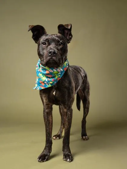 An adult medium-sized male Pit Bull Terrier dog named Kibo for adoption in Atlanta, GA