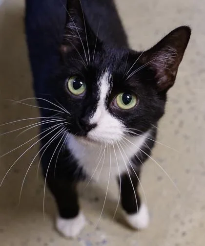 A young medium-sized female Domestic Short Hair cat named Domino for adoption in Baraboo, WI