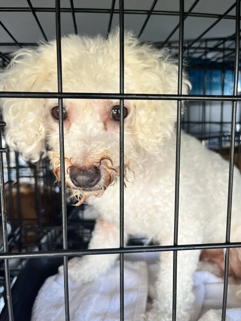 An adult small-sized female Bichon Frise dog named Mallory for adoption in Danville, VT