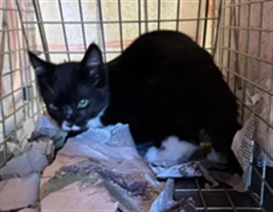 A baby small-sized female Domestic Short Hair cat named Oreo for adoption in Los Angeles, CA