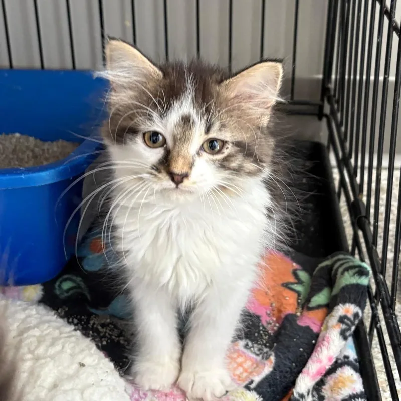 A baby small-sized female White Domestic Short Hair cat named Bim for adoption in Detroit Lakes, MN
