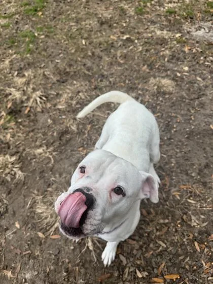 An adult large-sized female American Bulldog dog named Trisha for adoption in Conway, SC
