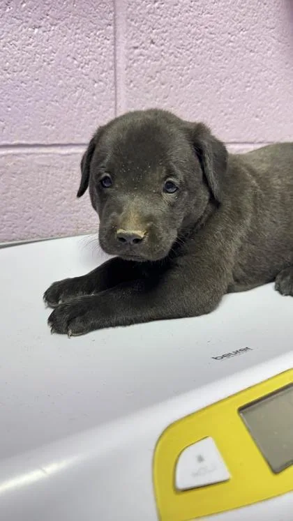 A baby small-sized male Black Mixed Breed dog named 61303069 for adoption in El Paso, TX