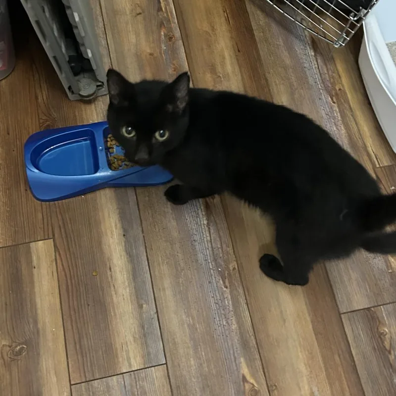 A senior small-sized male Domestic Short Hair cat named Phillip for adoption in Muncie, IN
