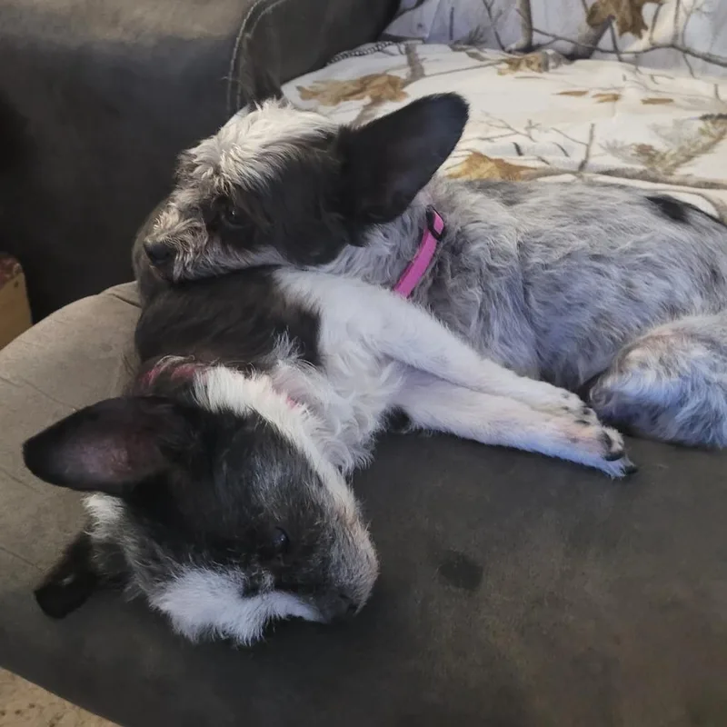 Lola Bonded With Lady