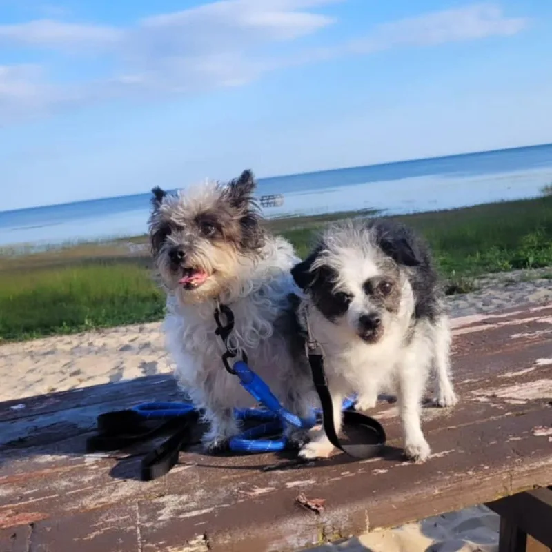 Lola Bonded With Lady thumbnail 3