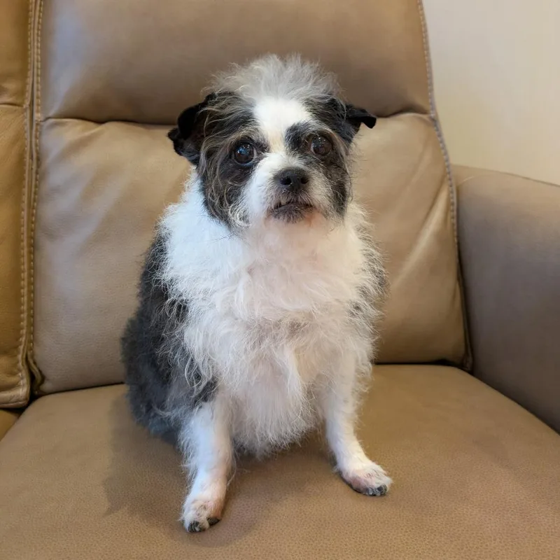 Lola Bonded With Lady thumbnail 4