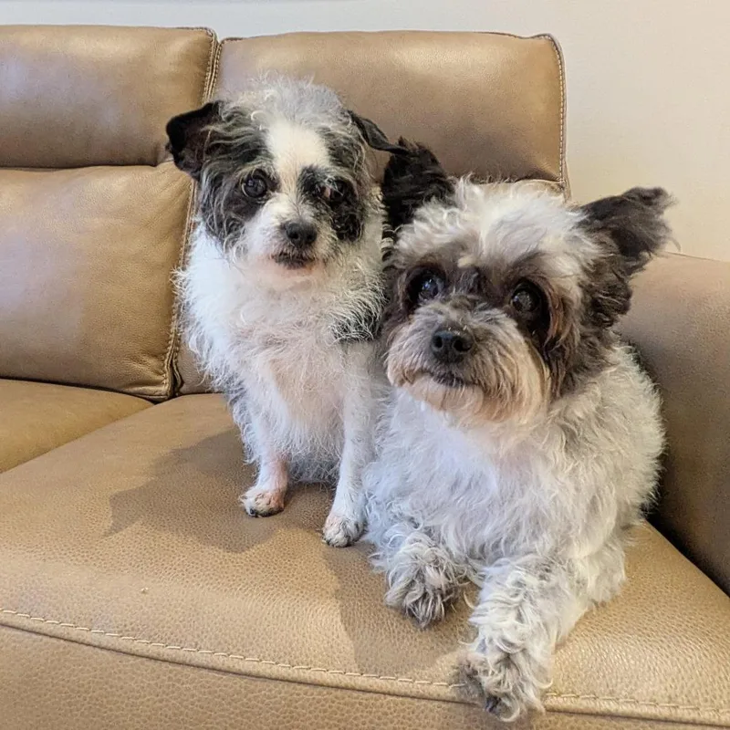 Lola Bonded With Lady thumbnail 5