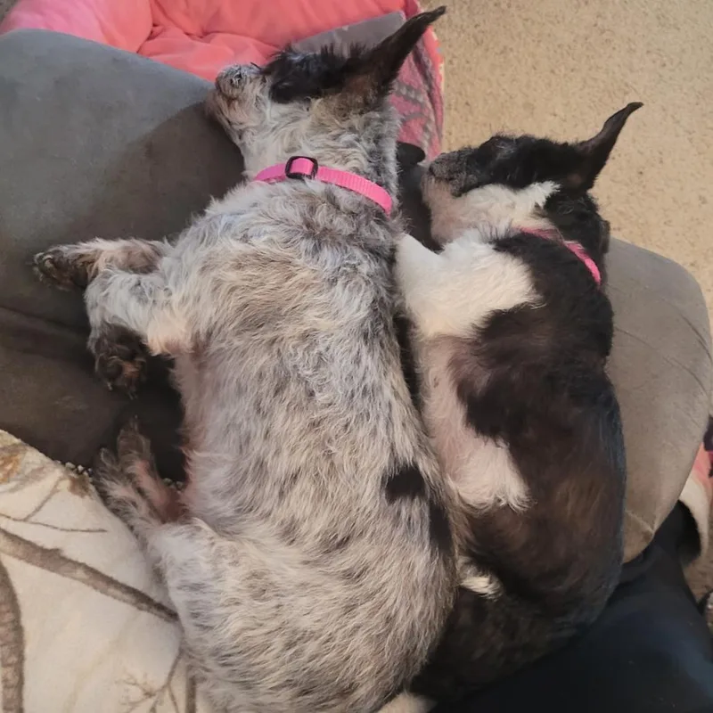 Lola Bonded With Lady thumbnail 6